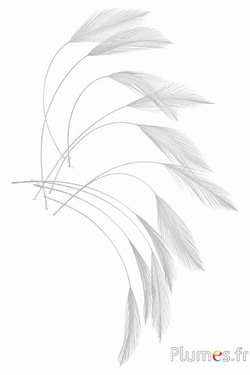 Hahn - 10-15 cm - weiss